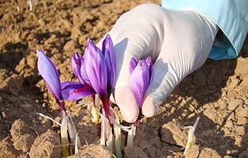 Moroccan Organic Saffron - 5g
