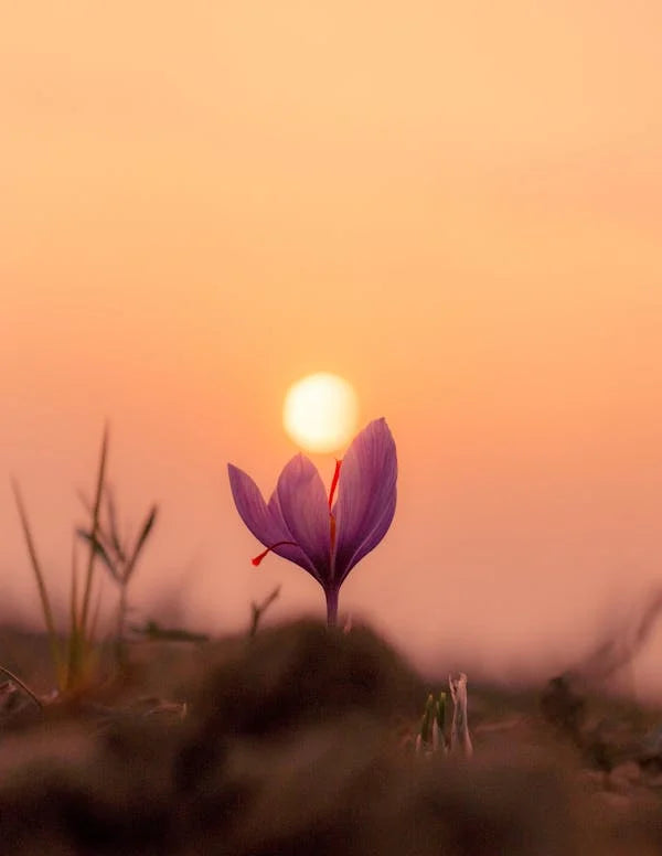 Moroccan Organic Saffron - 5g